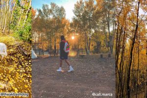 2020 Gold Rush | Best of Fall Leaf Photos in Park County, Colorado