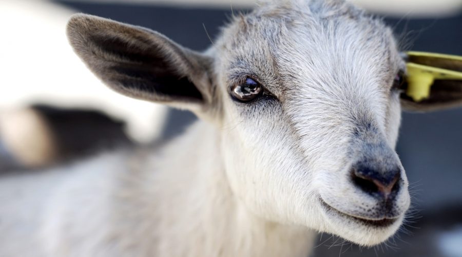 Baby Goats come to Mad Jack’s Mountain Brewery