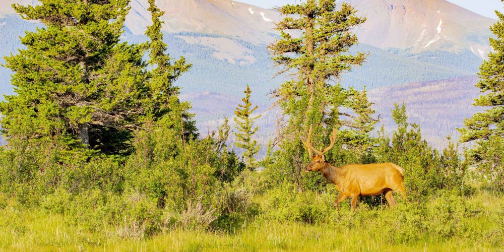 Bull Elk walking in bushes DSC_5305 copy